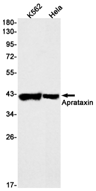 Aprataxin Rabbit mAb