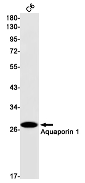 Aquaporin 1 Rabbit mAb