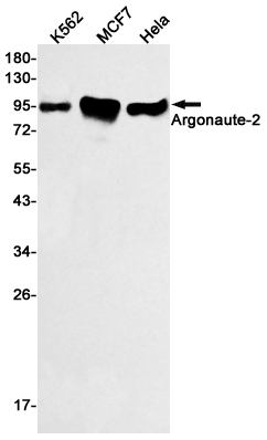 Argonaute 2 Rabbit mAb