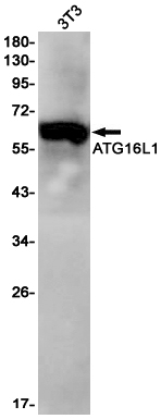 ATG16L1 Rabbit mAb