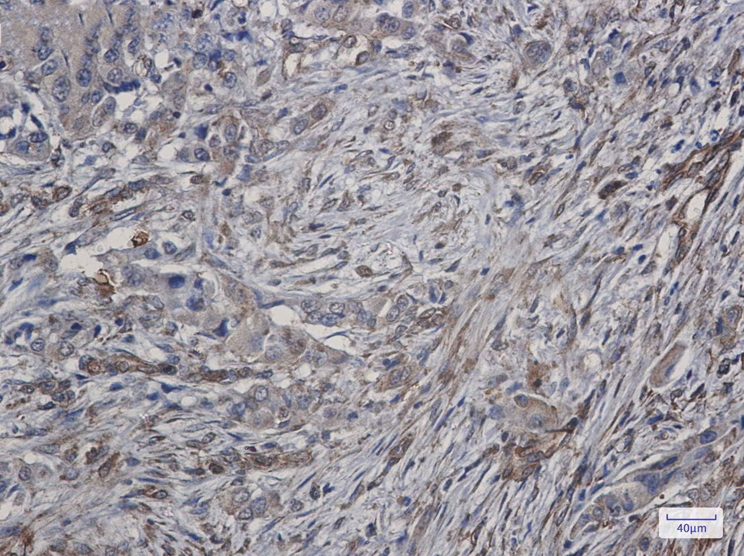 ATG4C Rabbit mAb