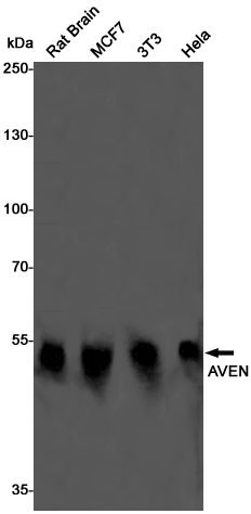 AVEN Rabbit mAb