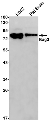 BAG3 Rabbit mAb