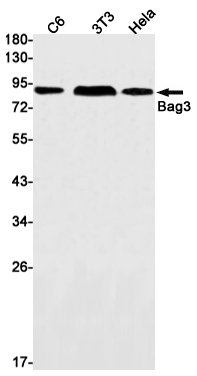 BAG3 Rabbit mAb