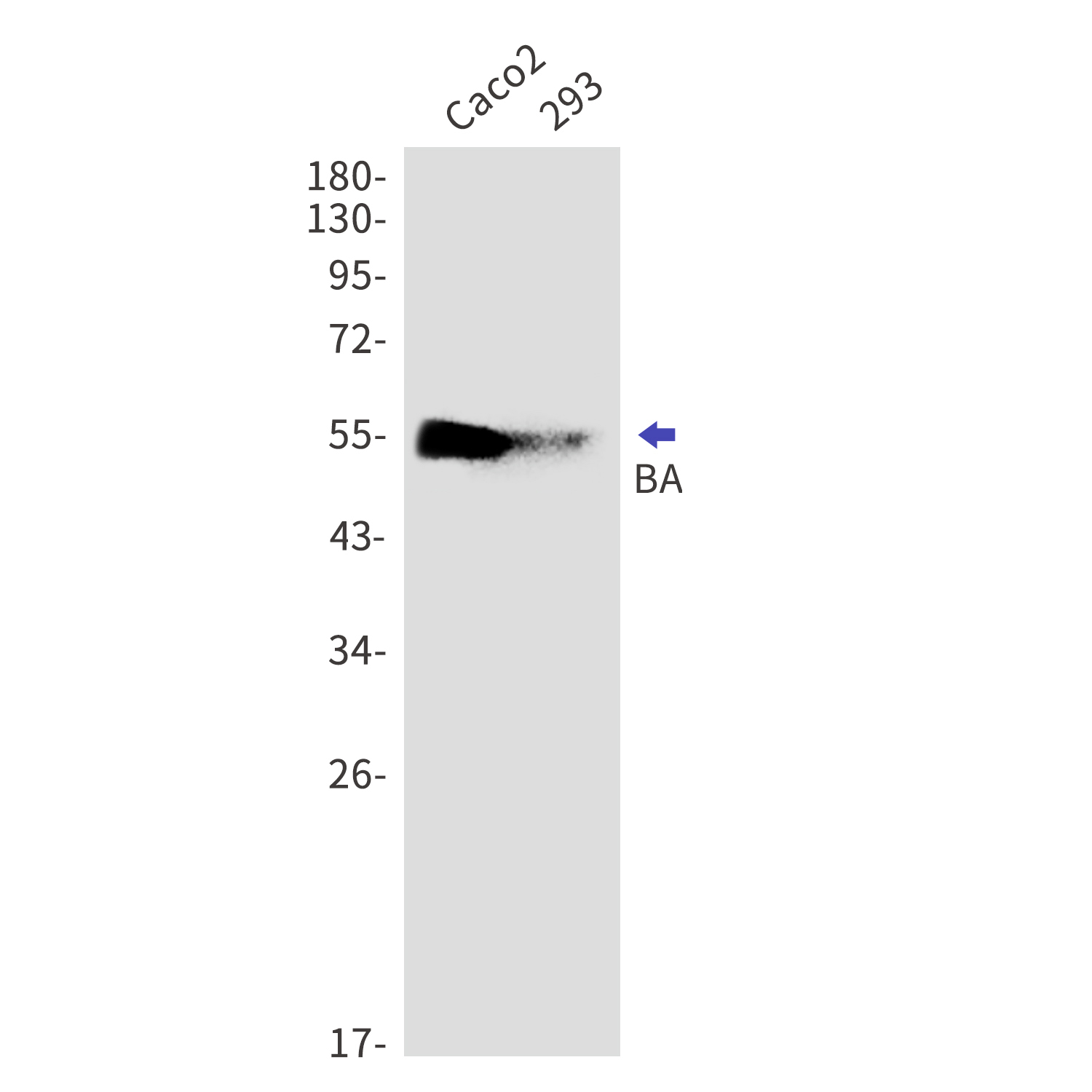 BAT5 Rabbit mAb