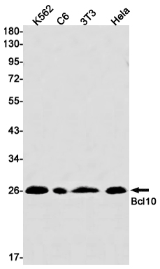 Bcl10 Rabbit mAb