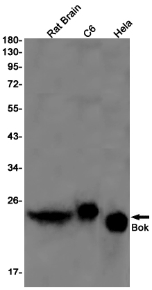 Bok Rabbit mAb