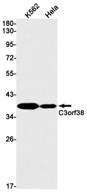 C3orf38 Rabbit mAb