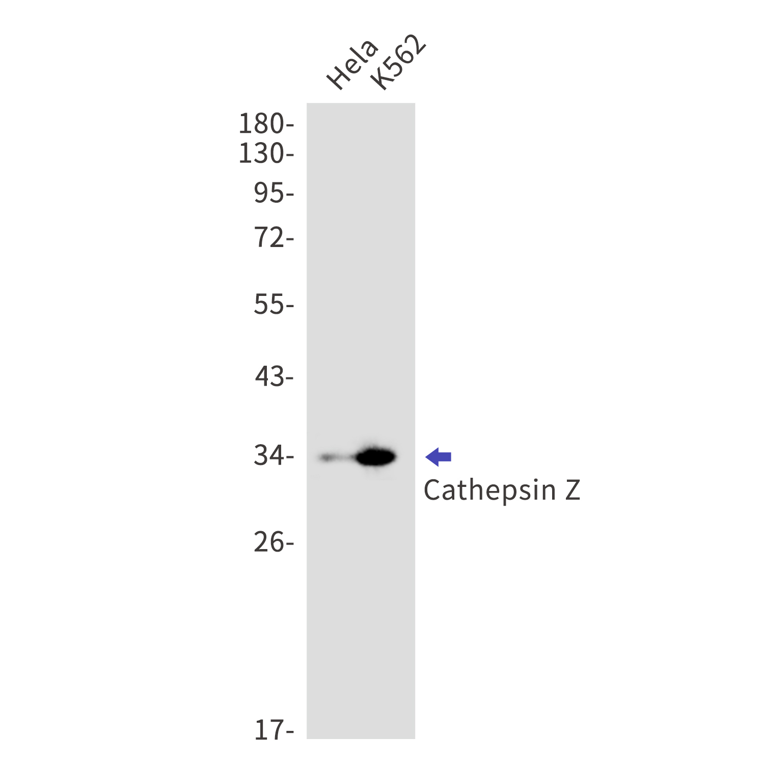 Cathepsin Z Rabbit mAb