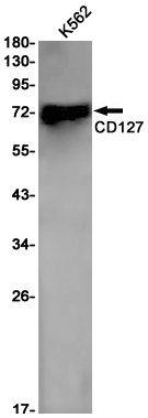 CD127 Rabbit mAb