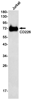 CD226 Rabbit mAb