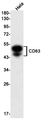 CD63 Rabbit mAb