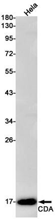 CDA Rabbit mAb