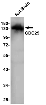 CDC25 Rabbit mAb