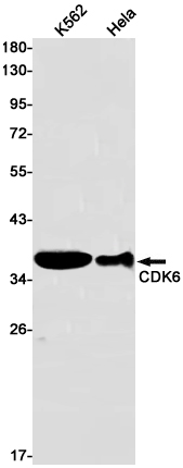 CDK6 Rabbit mAb