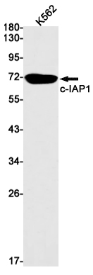 c IAP1 Rabbit mAb