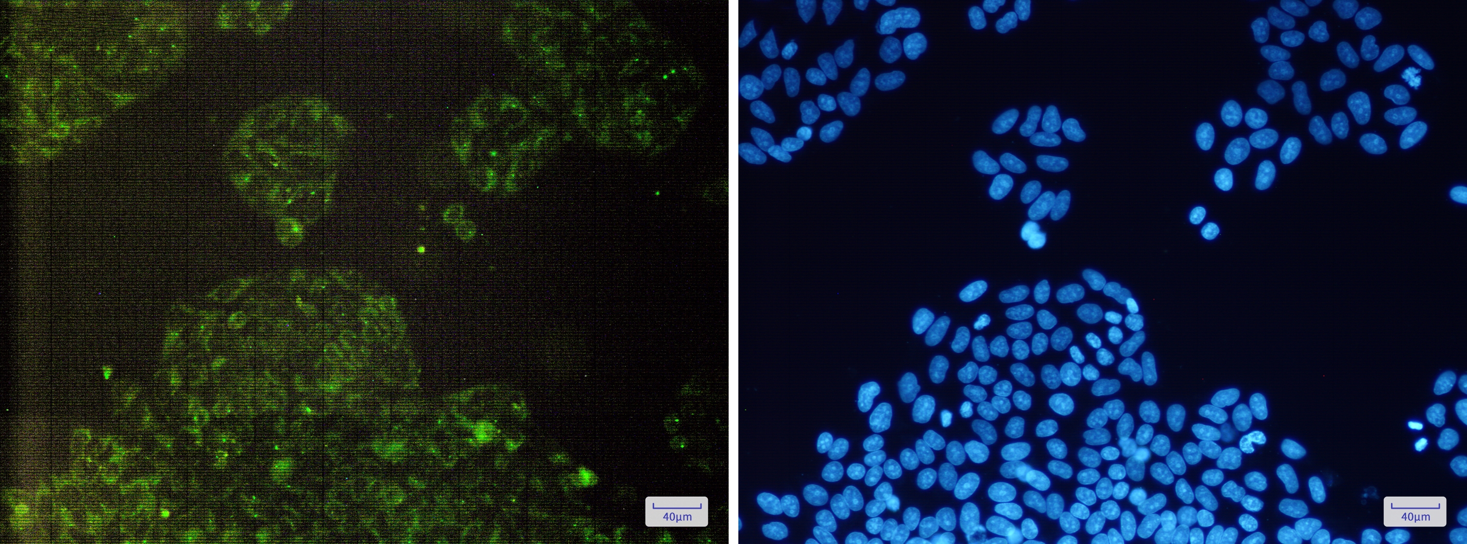 c IAP1 Rabbit mAb