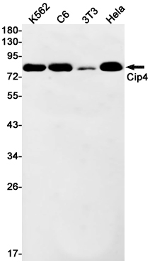 CIP4 Rabbit mAb