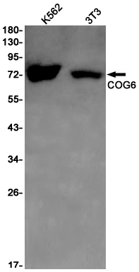 COG6 Rabbit mAb