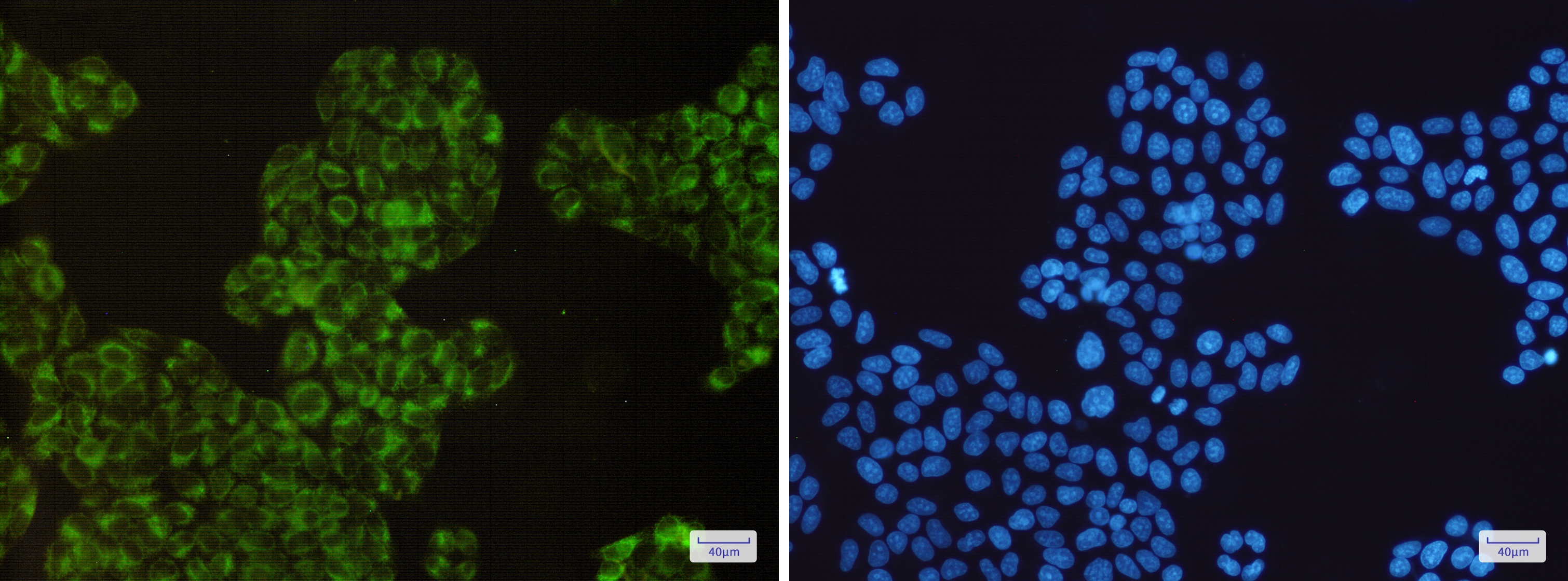 Cyclooxygenase 1 Rabbit mAb