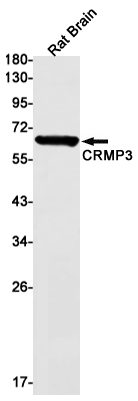 CRMP3 Rabbit mAb