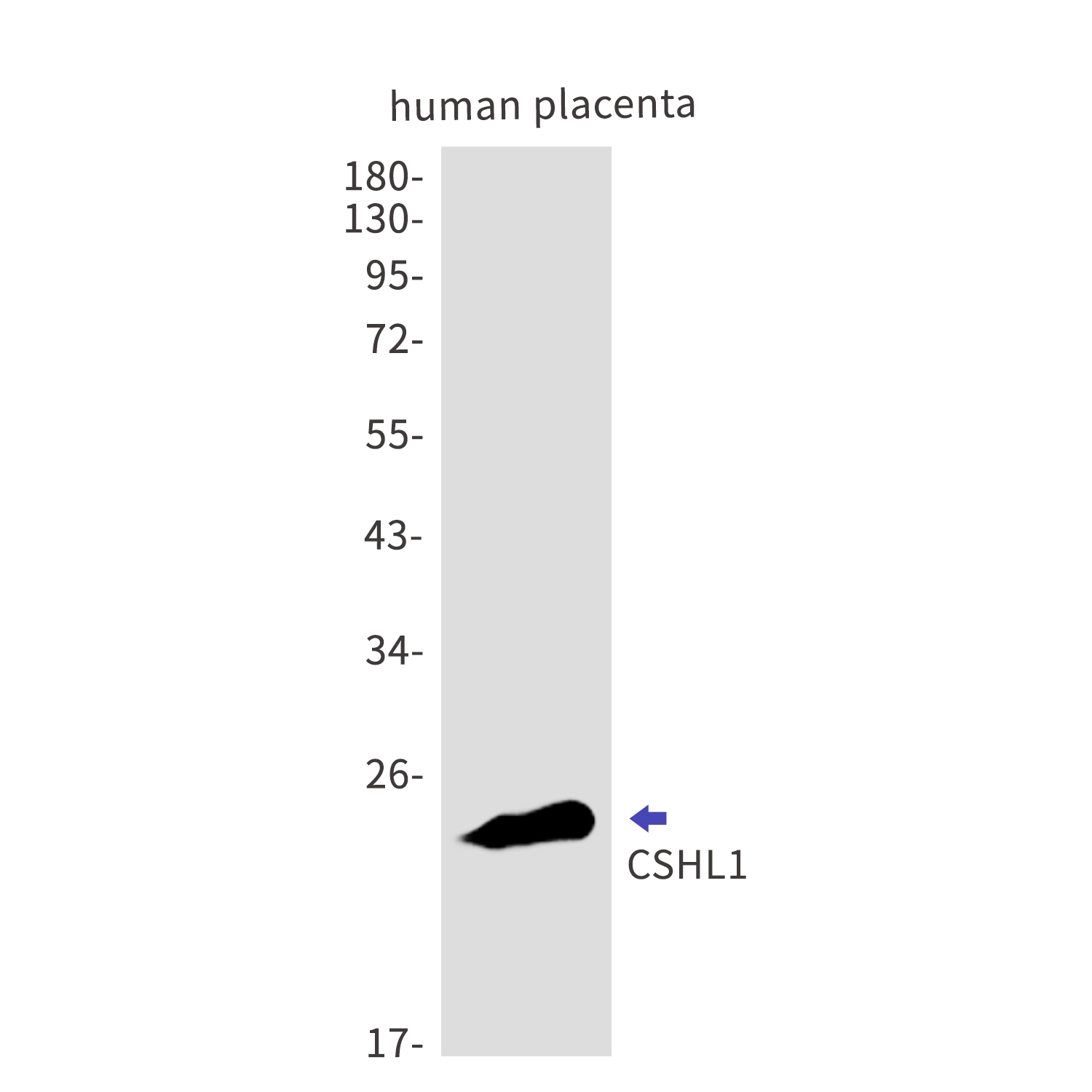 CSHL1 Rabbit mAb