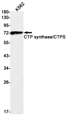 CTP Synthase Rabbit mAb