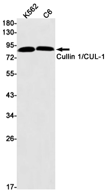 Cullin 1 Rabbit mAb