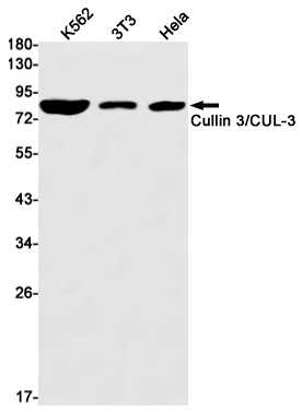 Cullin 3 Rabbit mAb