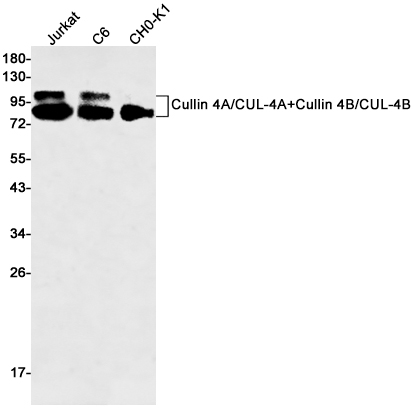 Cullin 4A/4B Rabbit mAb