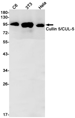 Cullin 5 Rabbit mAb