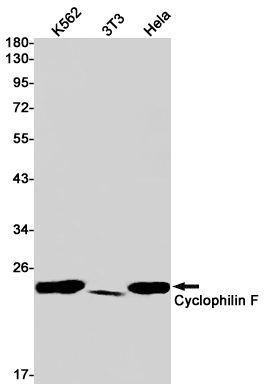 Cyclophilin F Rabbit mAb