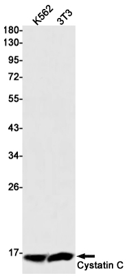 Cystatin C Rabbit mAb