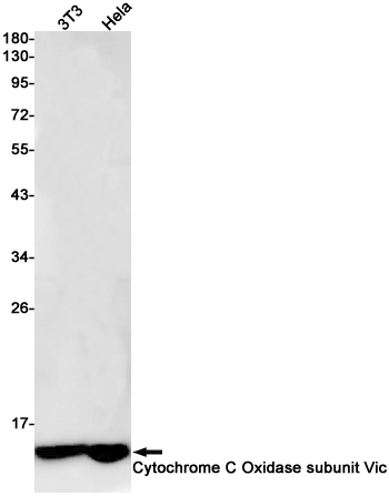 Cytochrome C Oxidase subunit Vic Rabbit mAb