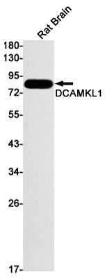 DCAMKL1 Rabbit mAb