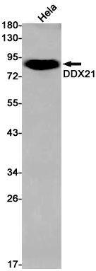 DDX21 Rabbit mAb