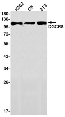 DGCR8 Rabbit mAb