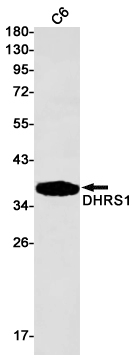 DHRS1 Rabbit mAb