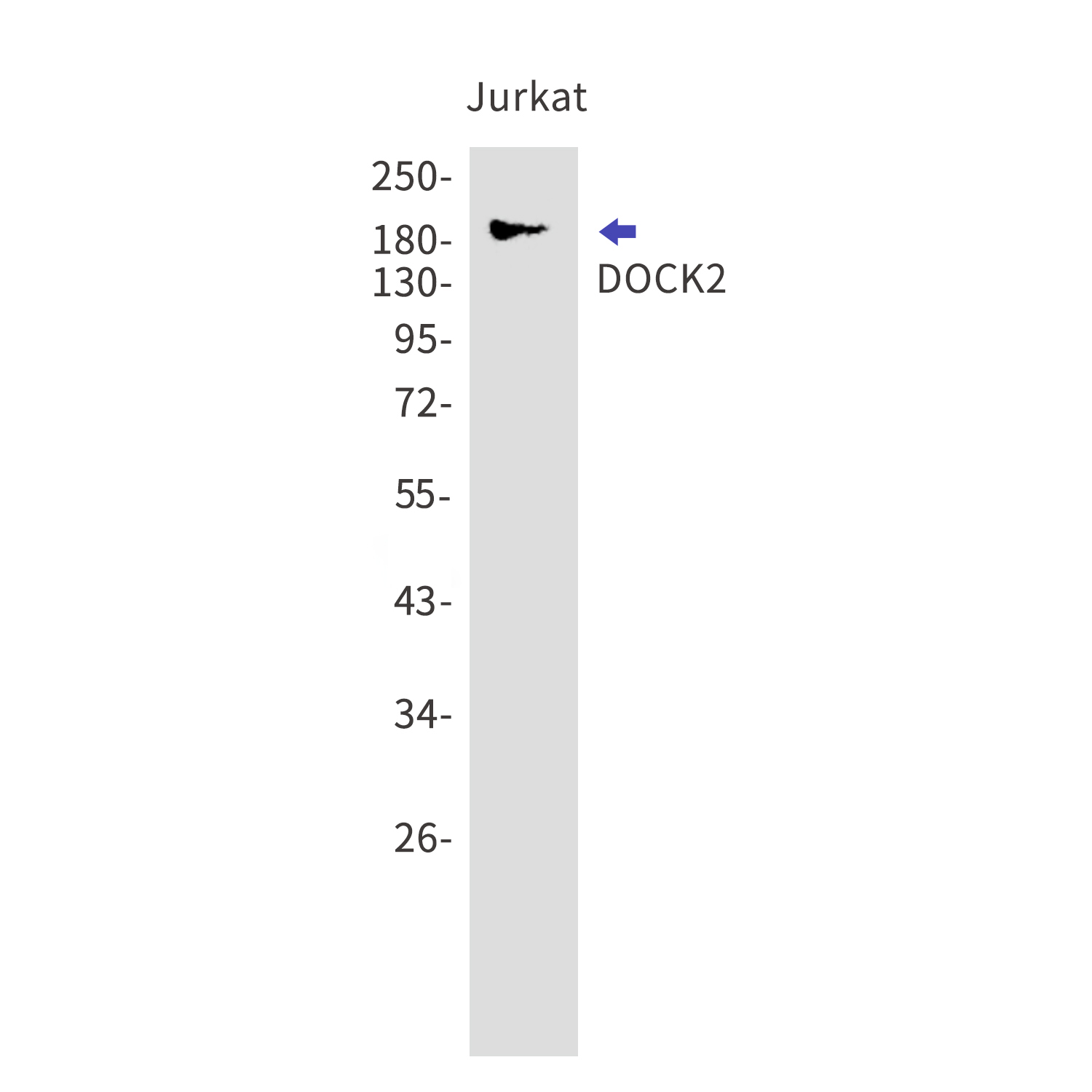 DOCK2 Rabbit mAb