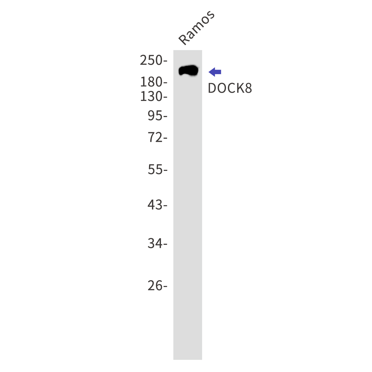 DOCK8 Rabbit mAb