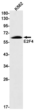 E2F4 Rabbit mAb