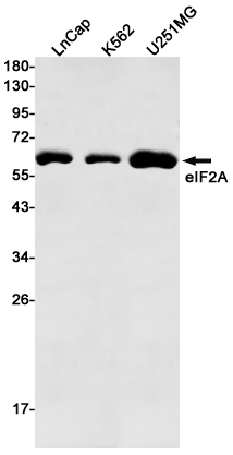 eIF2A Rabbit mAb