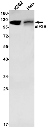 eIF3B Rabbit mAb