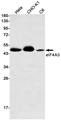 eIF4A3 Rabbit mAb