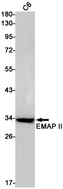 EMAP II Rabbit mAb