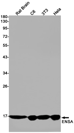 ENSA Rabbit mAb