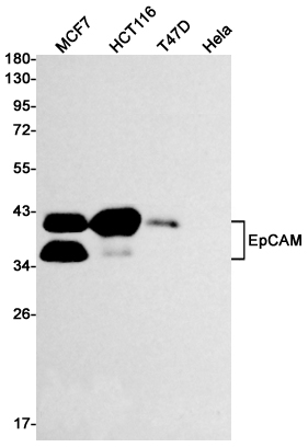 EpCAM Rabbit mAb