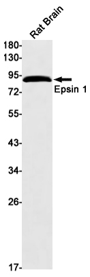 Epsin 1 Rabbit mAb