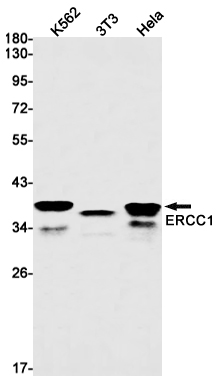 ERCC1 Rabbit mAb