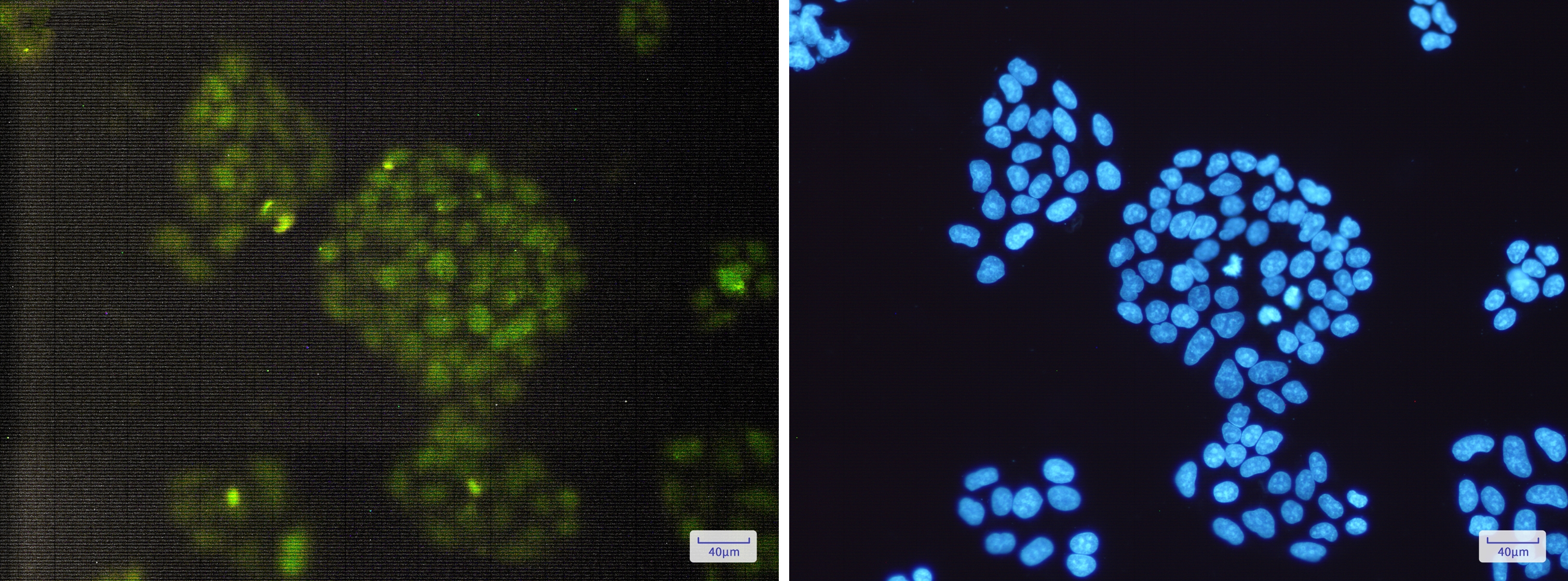 ERCC1 Rabbit mAb